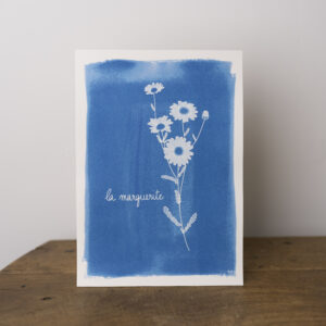illustration d'une marguerite tirée sur papier aquarelle avec la technique du cyanotype