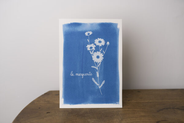 illustration d'une marguerite tirée sur papier aquarelle avec la technique du cyanotype