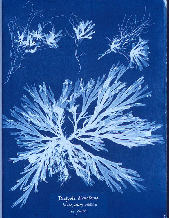 Cyanotype d'algues réalisé par la botaniste Anna Atkins