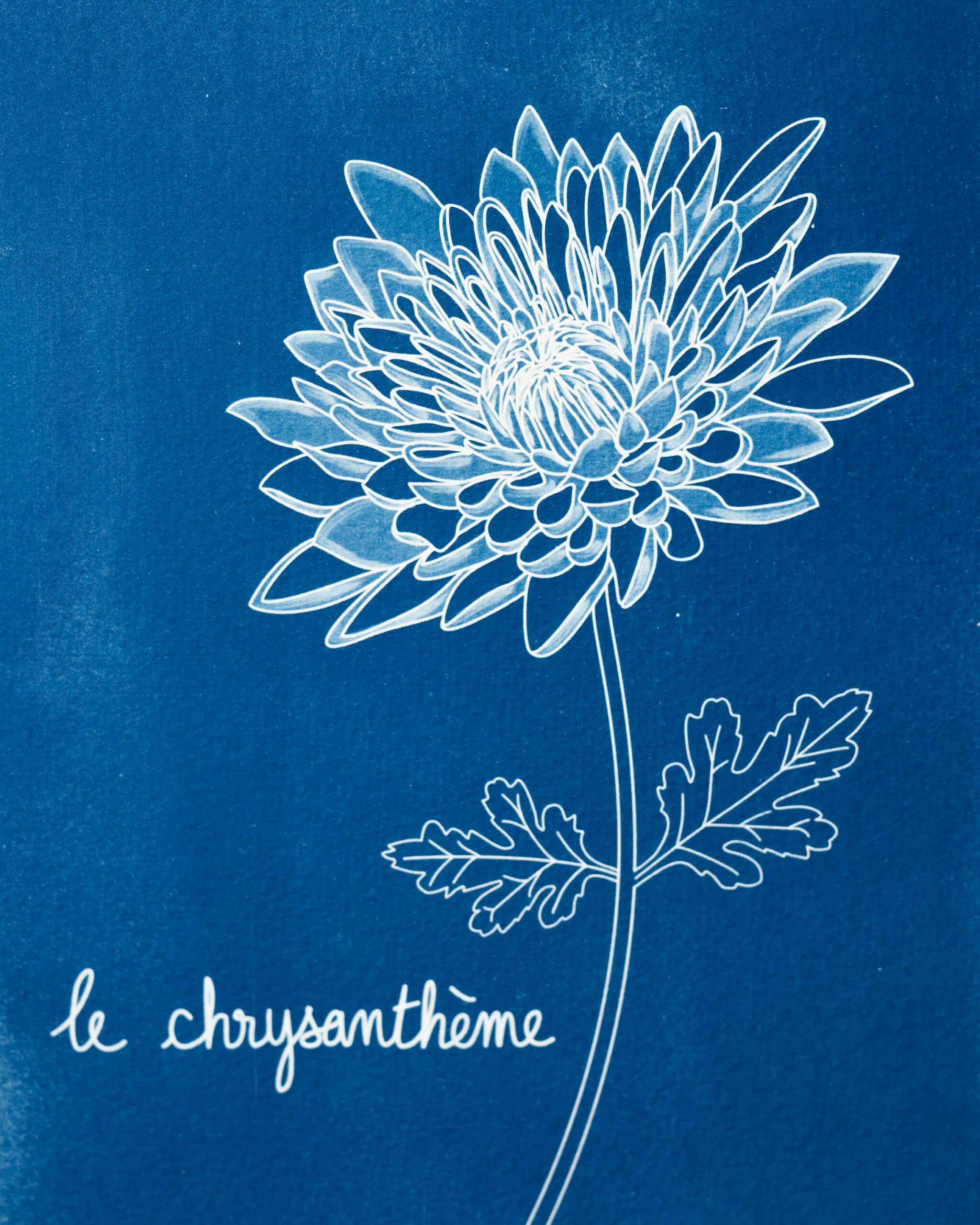 Le chrysanthème