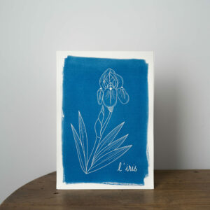 Affiche cyanotype A4 - fleur de niassance iris