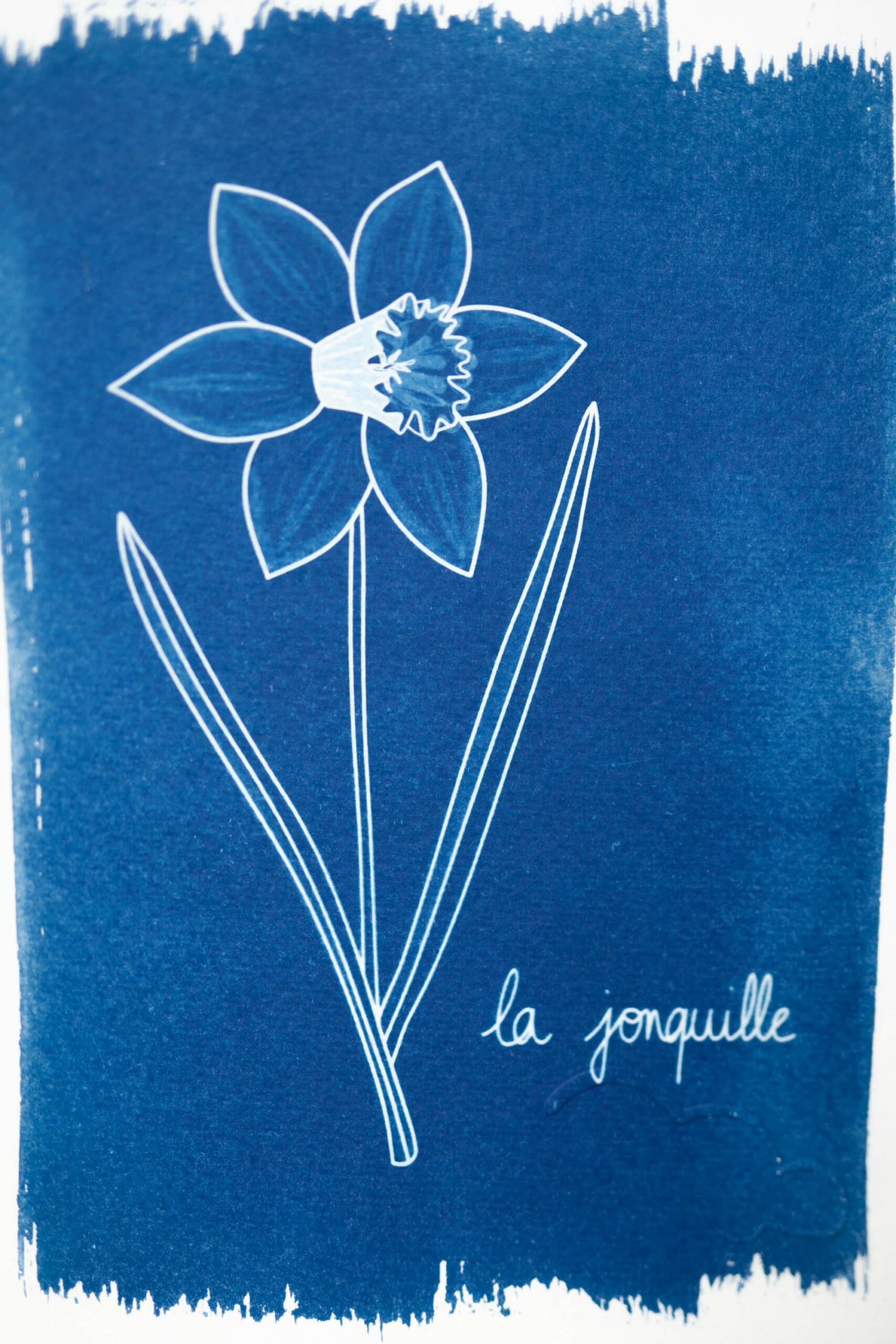 La jonquille