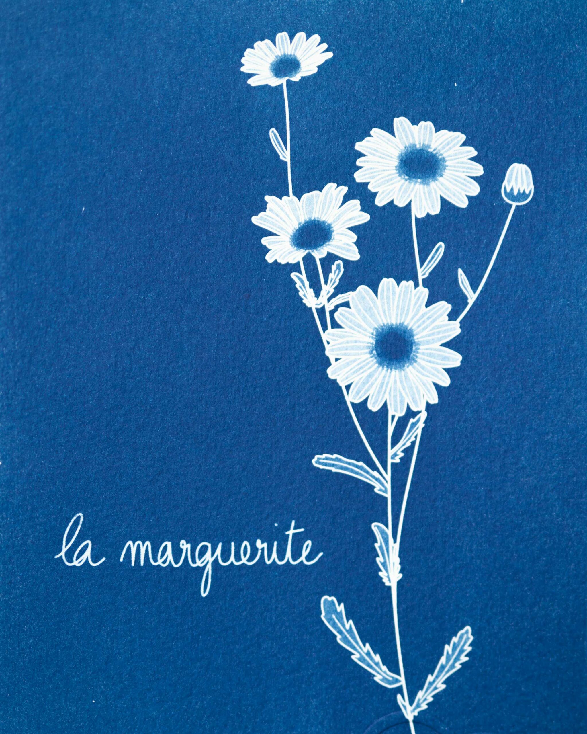 La marguerite