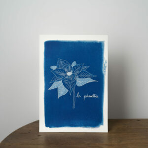affiche A4 cyanotype sur papier - poinsettia (étoile de noël)