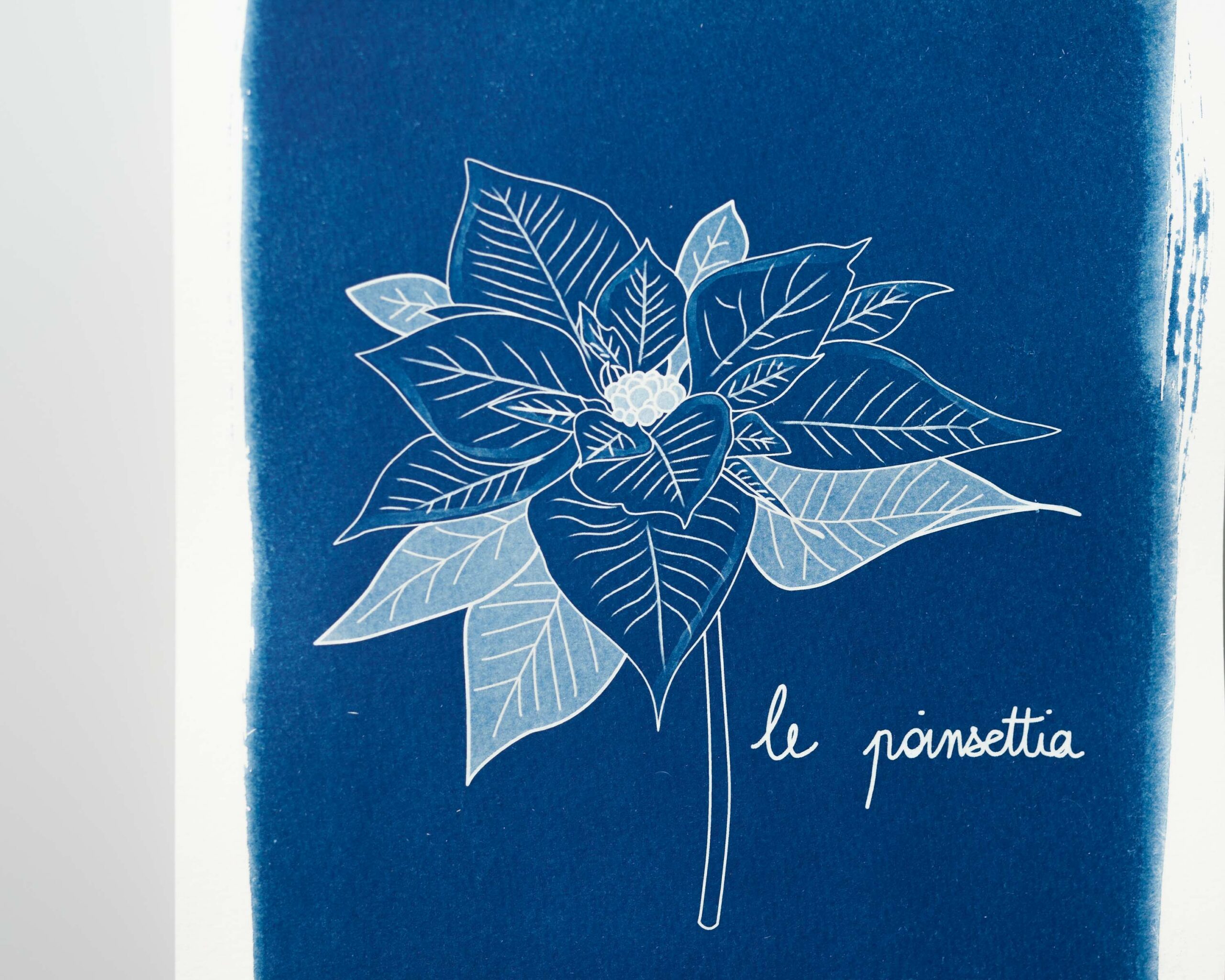 Le poinsettia