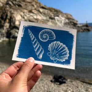 Assortiment de coquillages : turitelle - ammonite - pétoncle