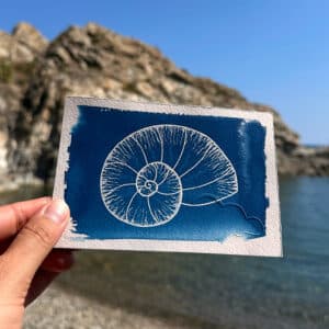 L'ammonite