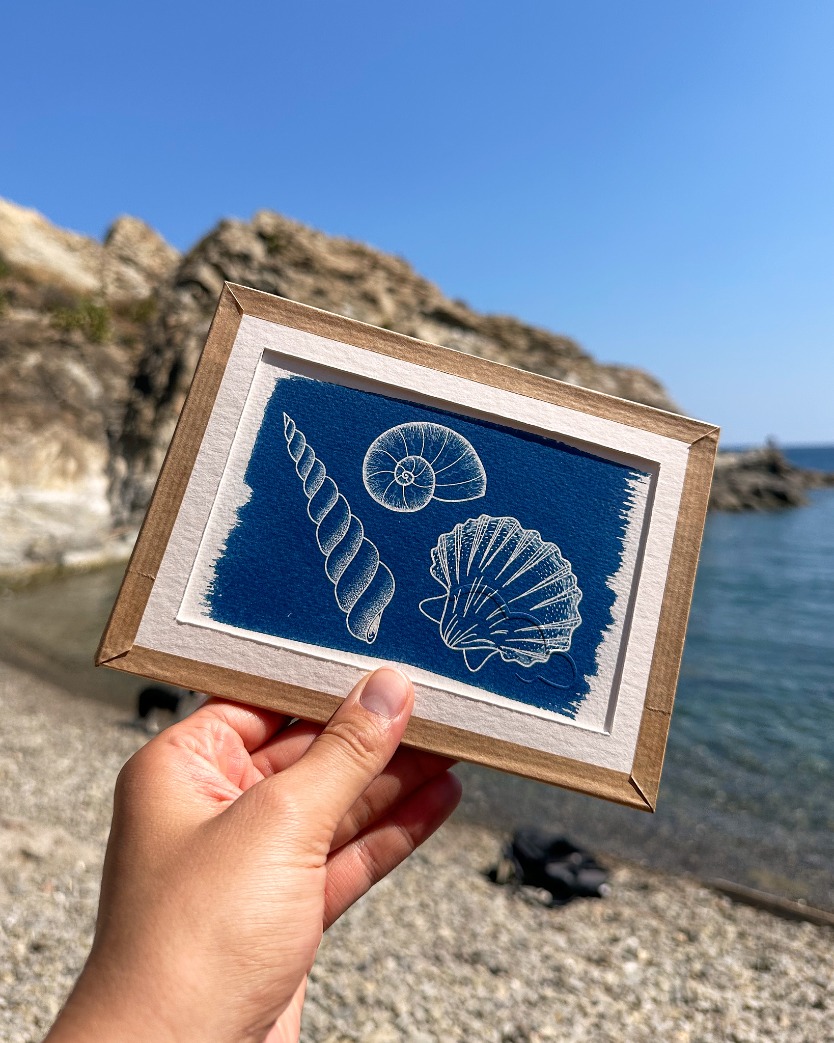 Assortiment de coquillages : turitelle - ammonite - pétoncle – Image 3